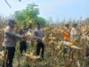 Dukung Swasembada Pangan di Ngawi, Polsubsektor Gerih Sukses Panen Raya Jagung
