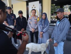 Polres Bondowoso Amankan Tersangka Curwan, Barang Bukti Kambing Diserahkan Kembali ke Pemilik