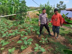 Dorong Ketahanan Pangan di Ngawi, Polsek Jogorogo Monitoring Pemanfaatan Pekarangan Dorong Ketahanan Pangan di Ngawi, Polsek Jogorogo Monitoring Pemanfaatan Pekarangan