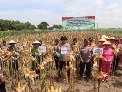 Kapolres Magetan Bersama Petani Gelar Panen Raya Jagung Serentak di Desa Ngunut
