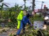 Hujan Disertai Angin Kencang, Sejumlah Pohon Tumbang di Ngawi, Polisi Bersama Warga Lakukan Evakuasi