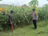 Polres Ngawi Gencarkan Ketahanan Pangan, Bhabinkamtibmas Jenggrik Optimalkan Lahan Jagung Warga