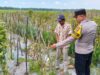 Polres Ngawi Dorong Pekarangan Produktif, Bhabinkamtibmas Kasreman Pantau Budidaya Kacang Panjang